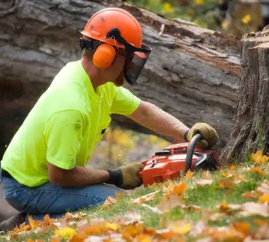 tree services Kingsley